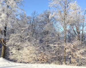 Winter view from window.
