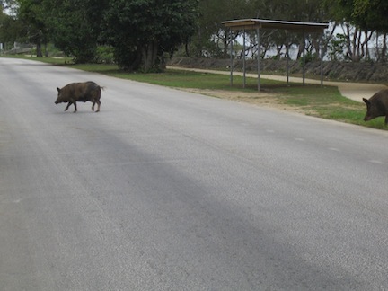 Pigs in street, Tonga.