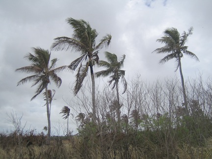 Trees in Tonga