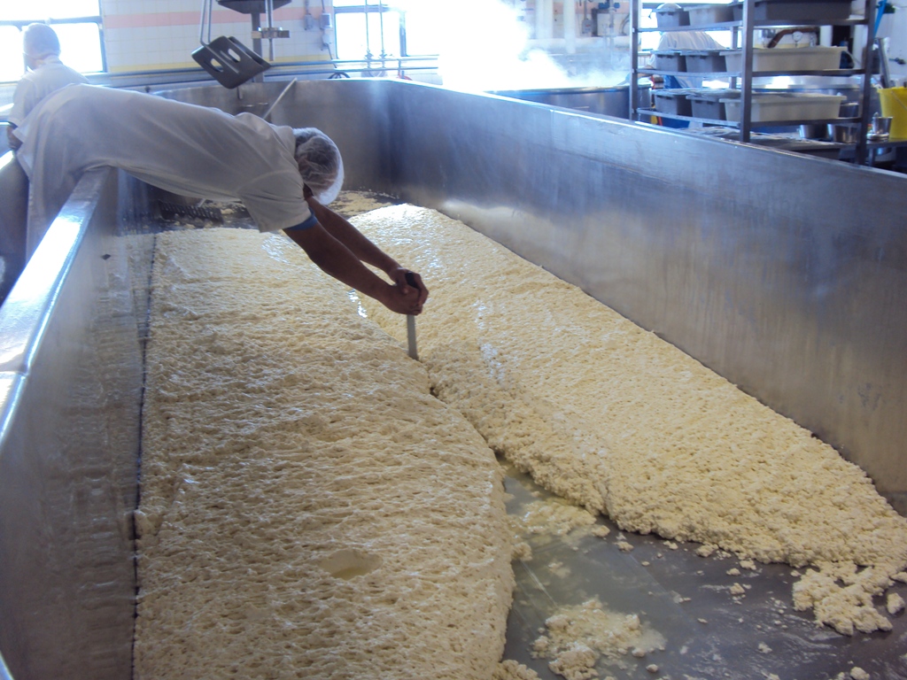 Cheese curd in tank.