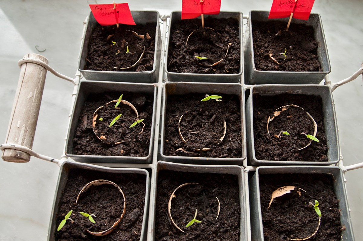Tomato seedlings labelled.