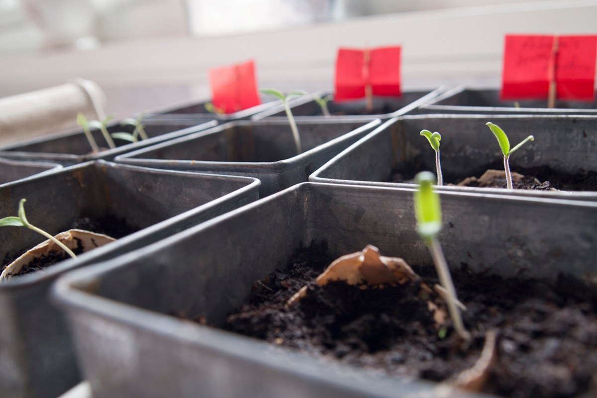 Tomato seedlings.
