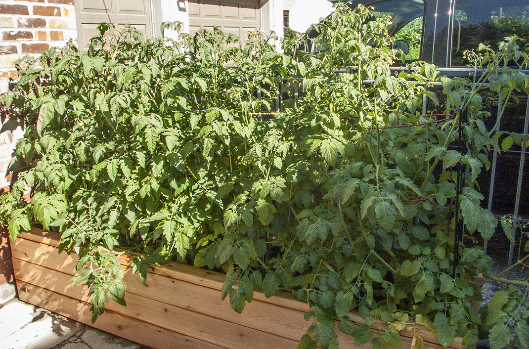Long planter box with tomato plants.
