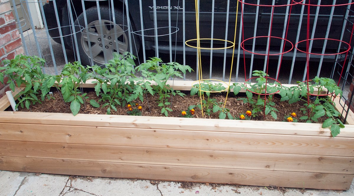 Small tomato plants in planter box.