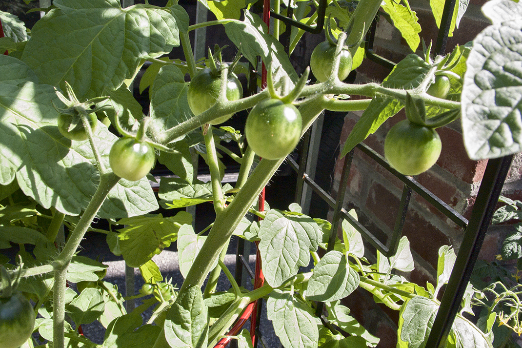 Green tomatoes growing.