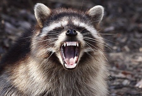 Yawning raccoon.