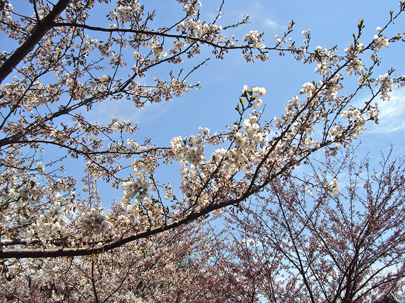 Sakura cherry blossoms.