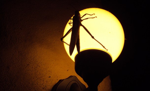 Bug on lamp.