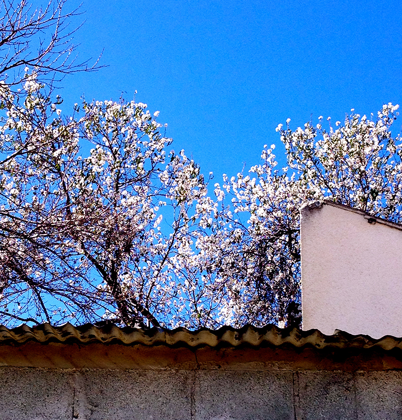 Cyprus blossoms.