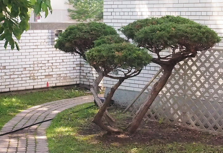 Pruned shrub at Japanese CCC.
