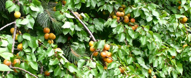 Apricot tree laden with fruit.