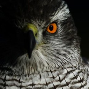 H Is for Hawk and for&nbsp;Ho-Hum