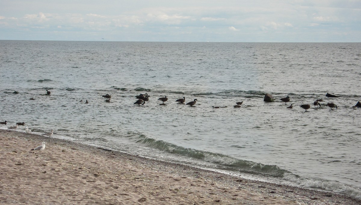 Rocks and waterfowl at Kew beach.