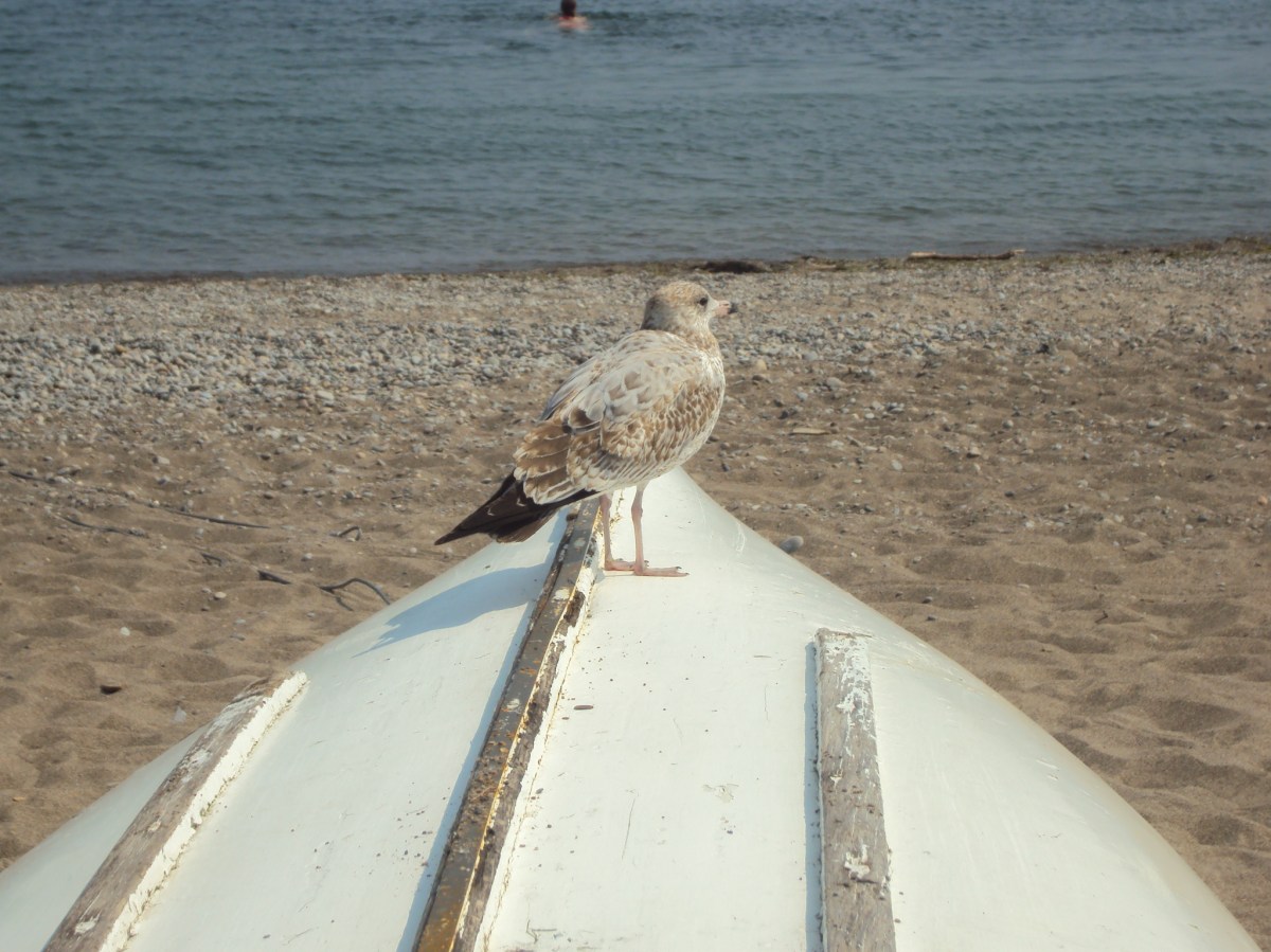Seagull on boat.