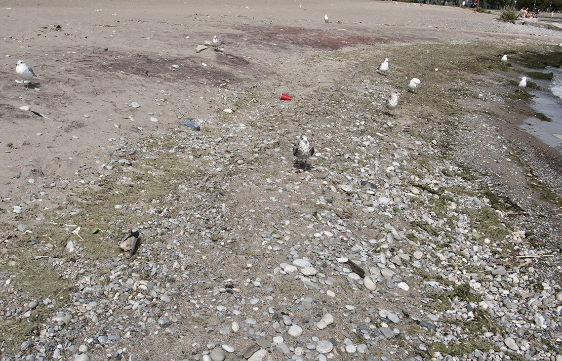 Water's edge with garbage at Woodbine beach.
