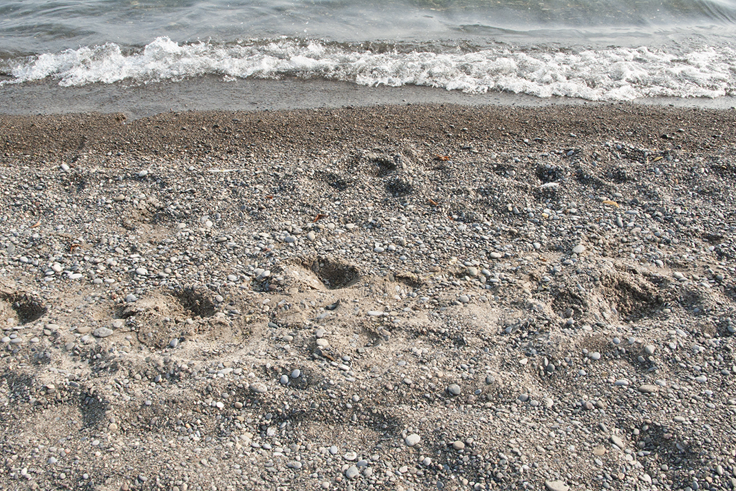 Water's edge at Gibraltar Point beach.