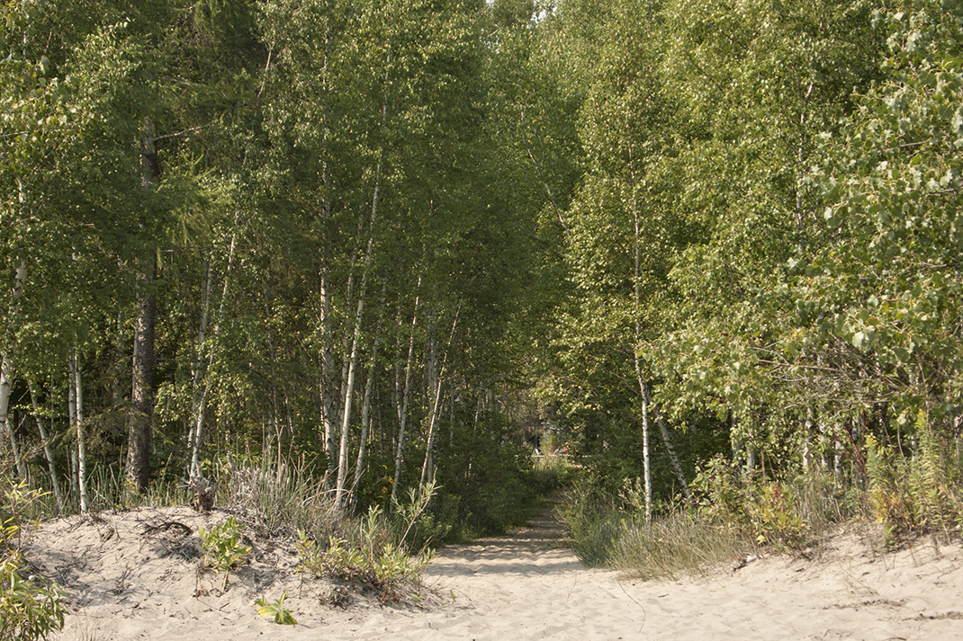 Wooded path to Ward's island beach.