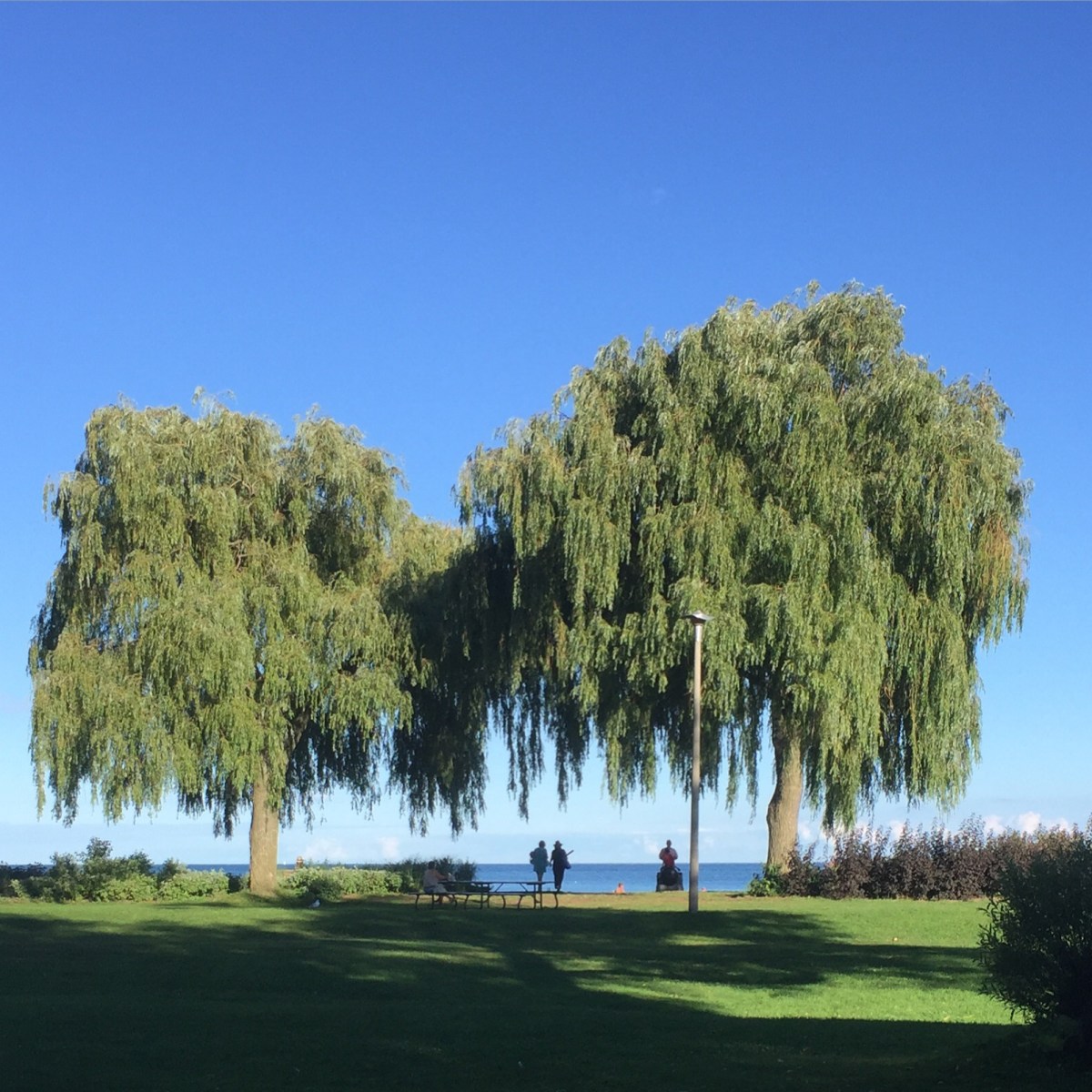People under trees at water's edge.