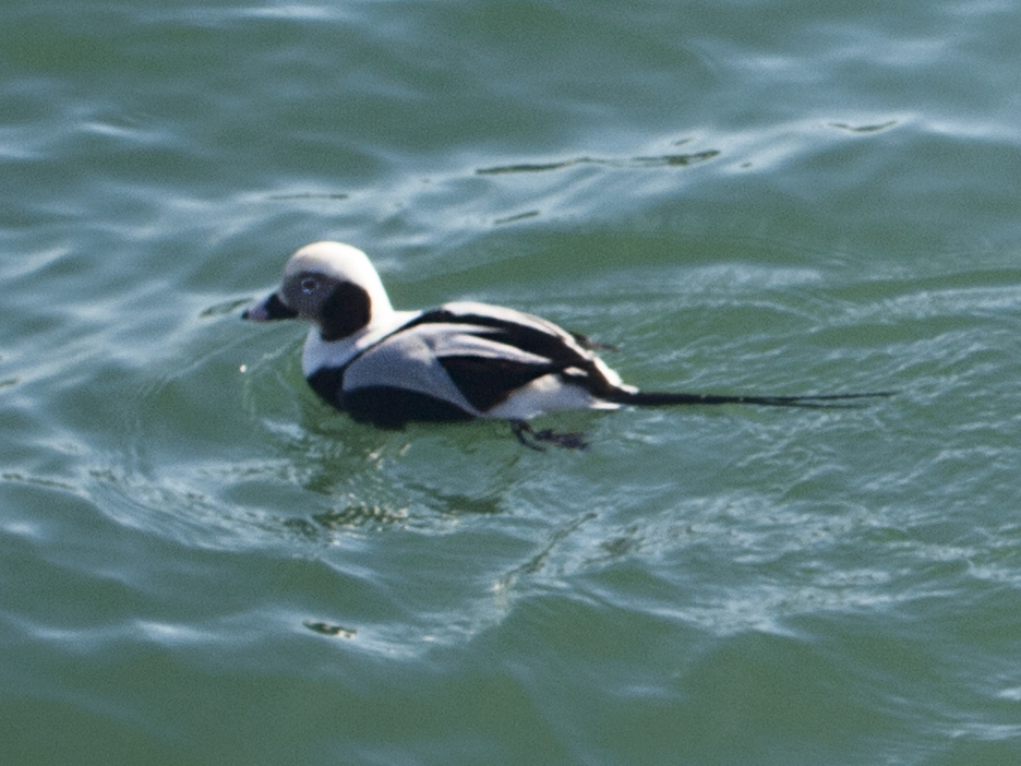 Duck swimming in the western gap.