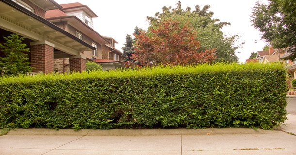 Conventional hedge.