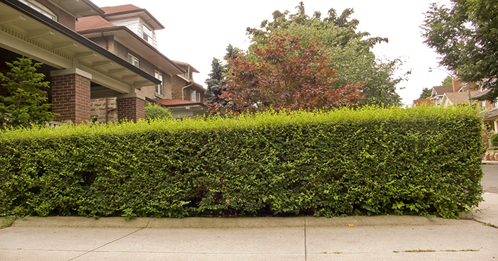 Conventional hedge.