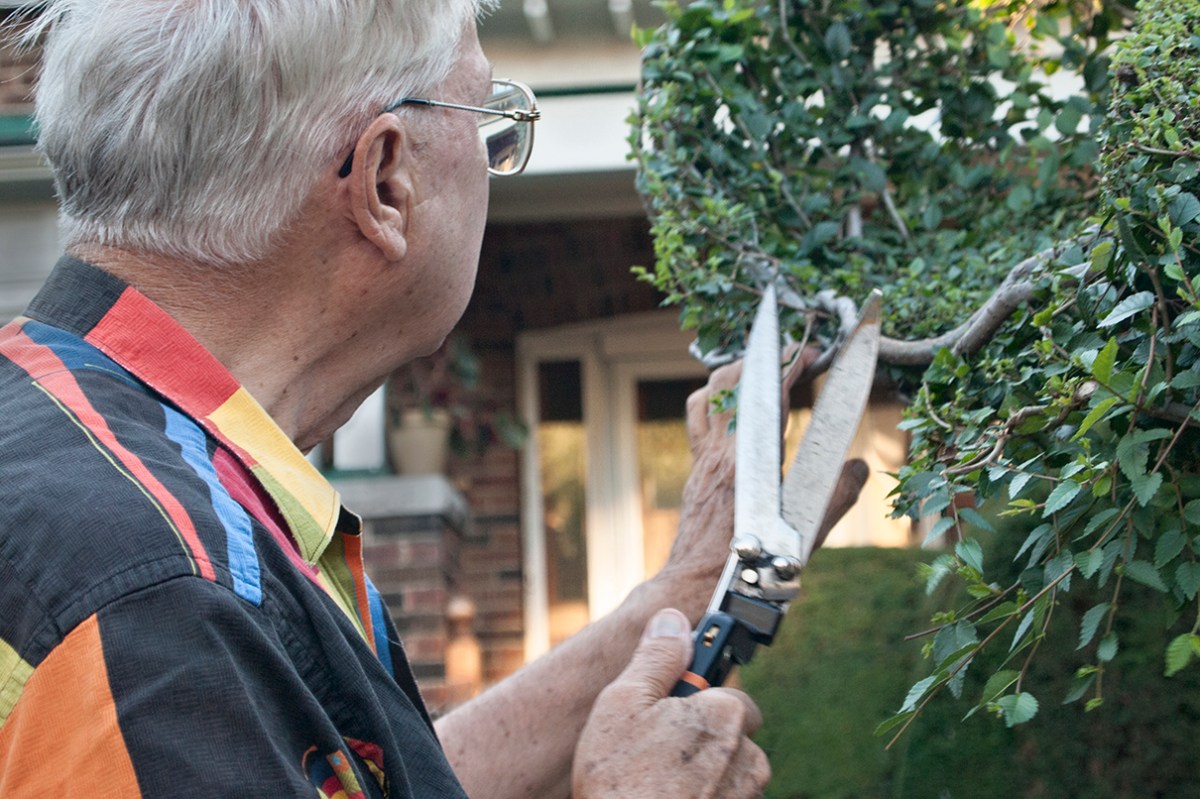 Tree artist evaluating shape.
