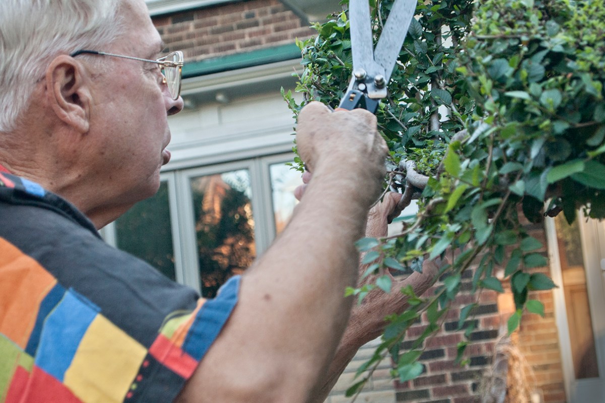 Tree artist at work.