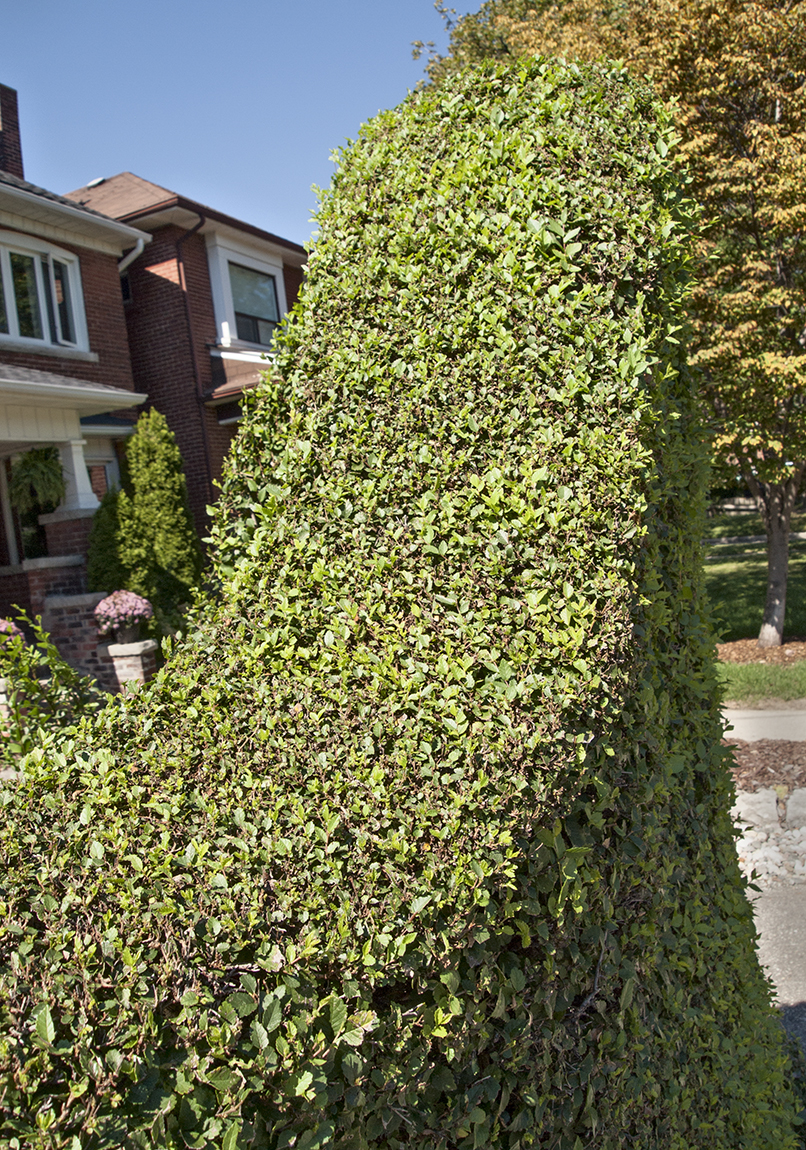 Curving top of Opus One.