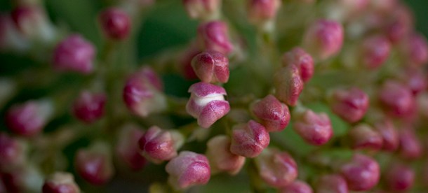 Blossom cracking open.