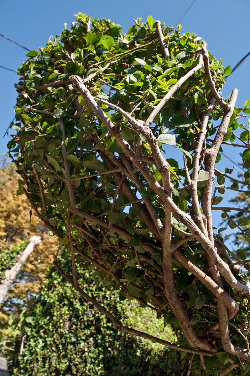 Bowl shape leafed out.