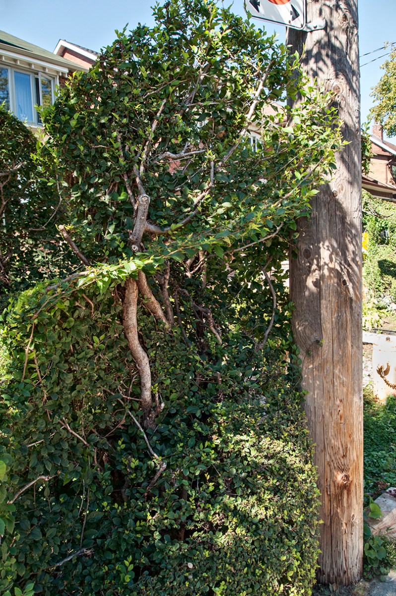 Michelangelo Wave 2015.