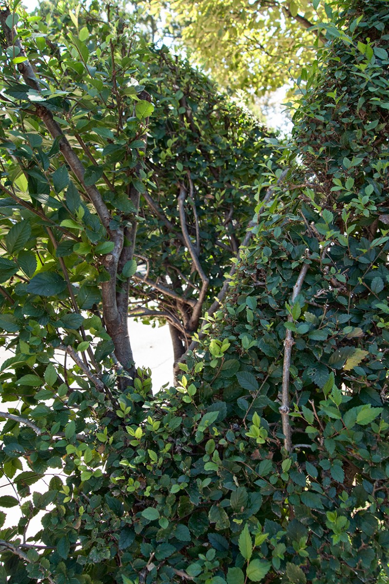 Michelangelo Wave detail.