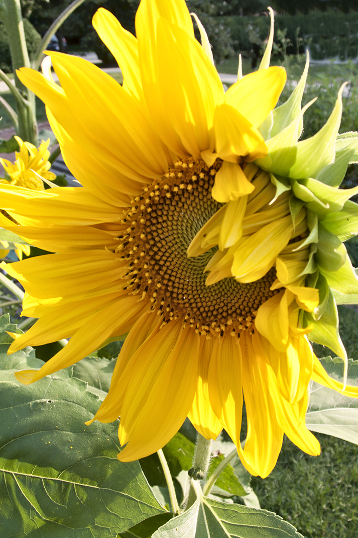 Sunflower.