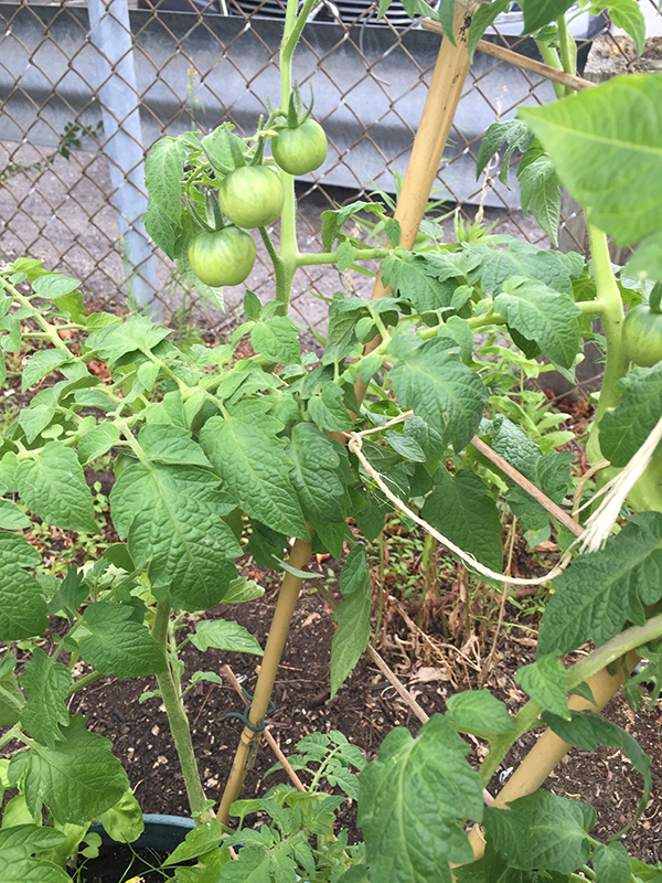 Green tomatoes.