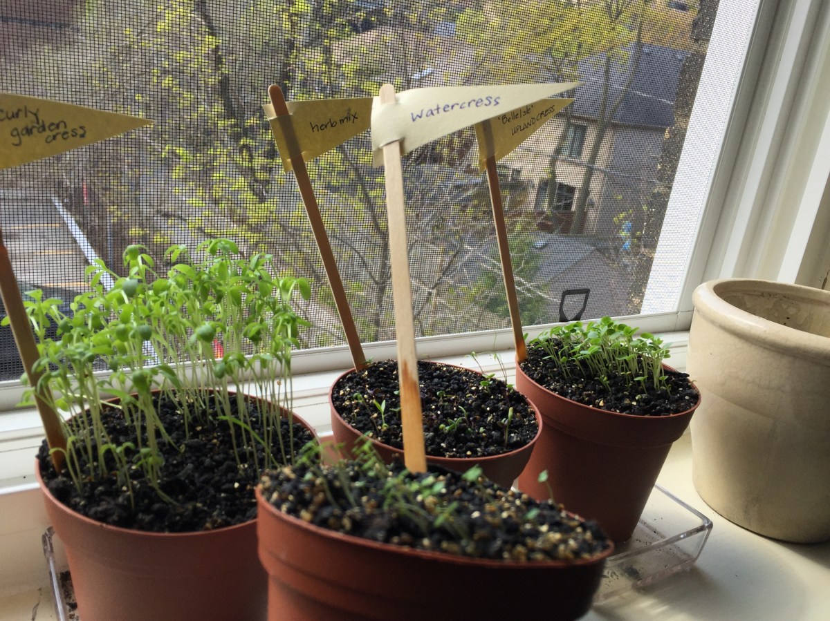 Watercress seedlings.