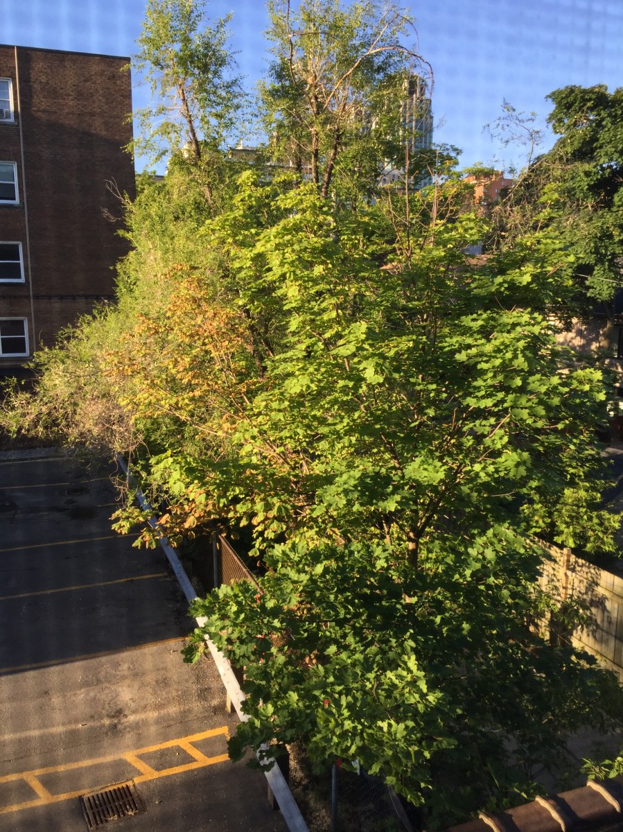 Overview trees beginning to turn.