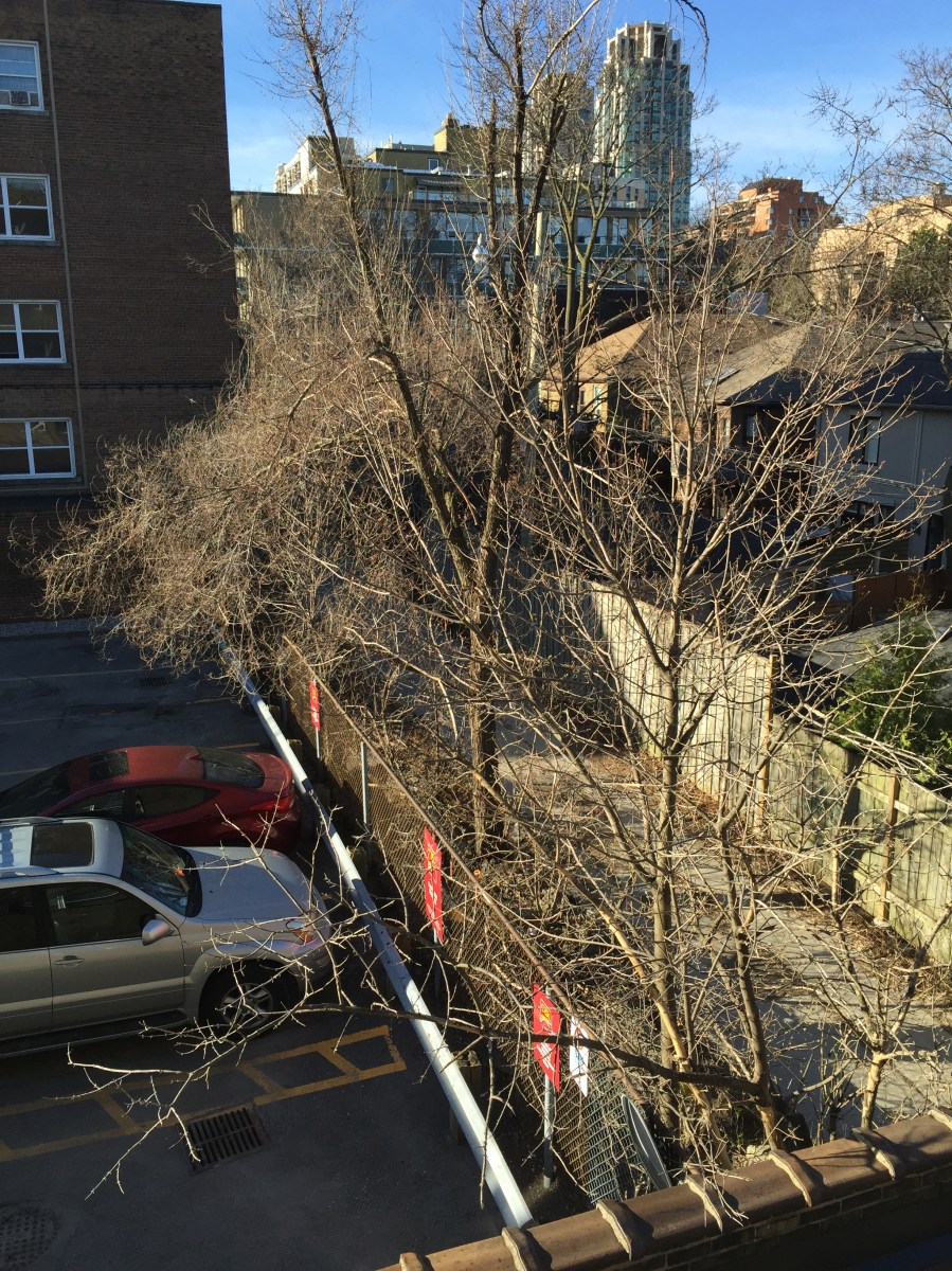Overview trees without leaves.
