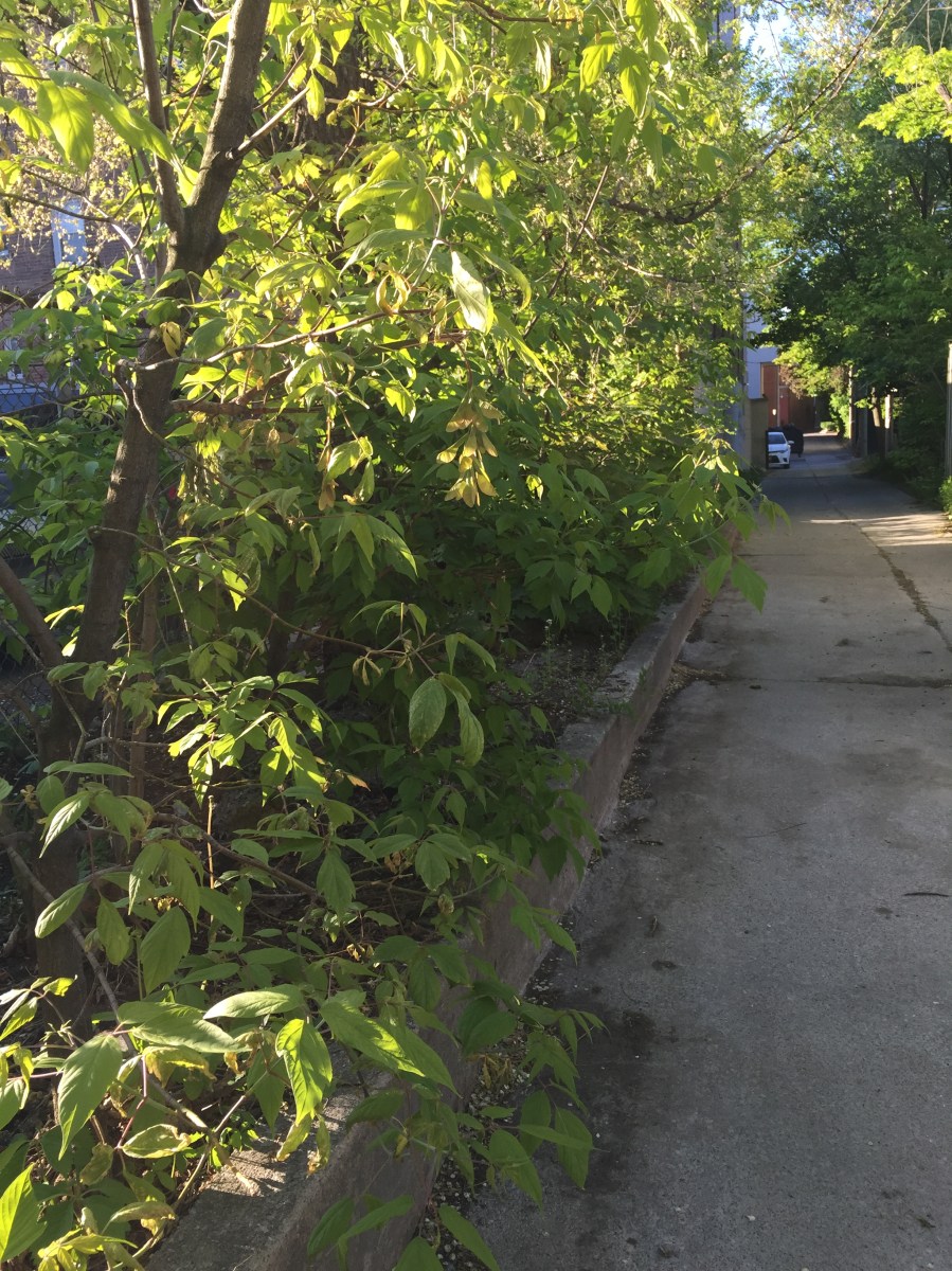 Bilton Laneway garden.