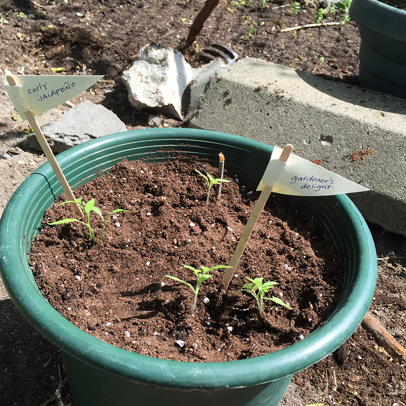 Planter with seedlings.