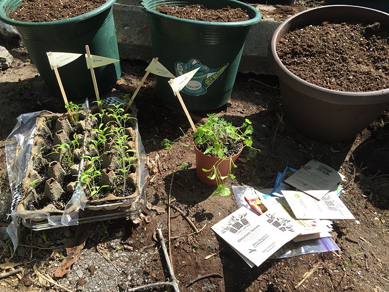 Seedlings and planters.
