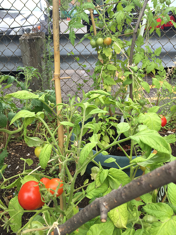 Tomatoes growing in garden.