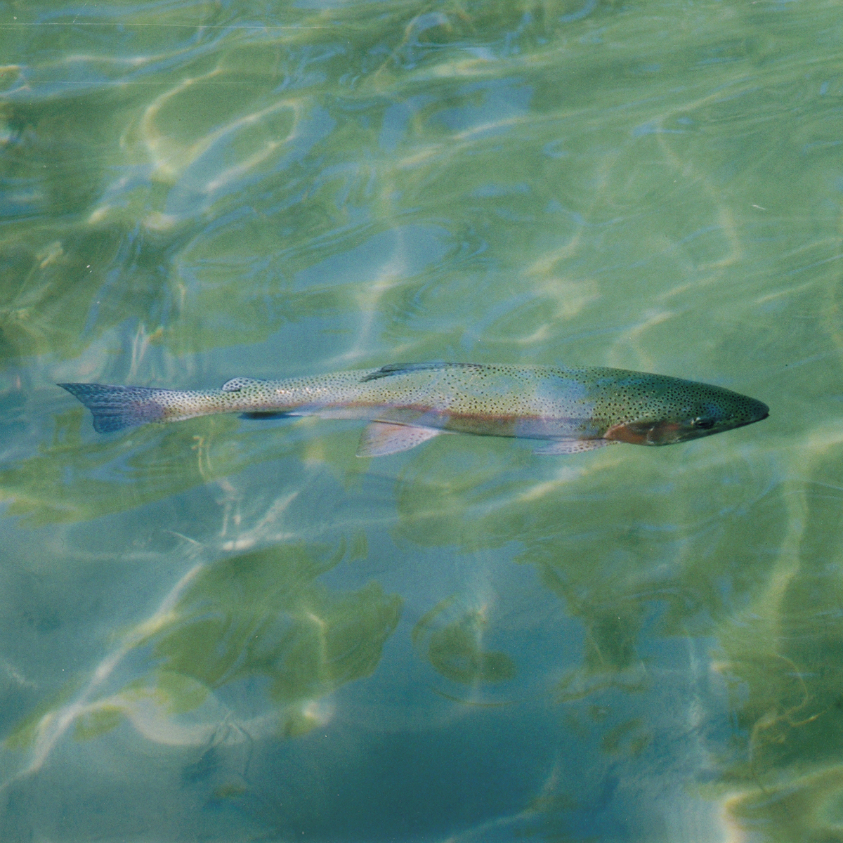 Rainbow trout in Lake Huron.