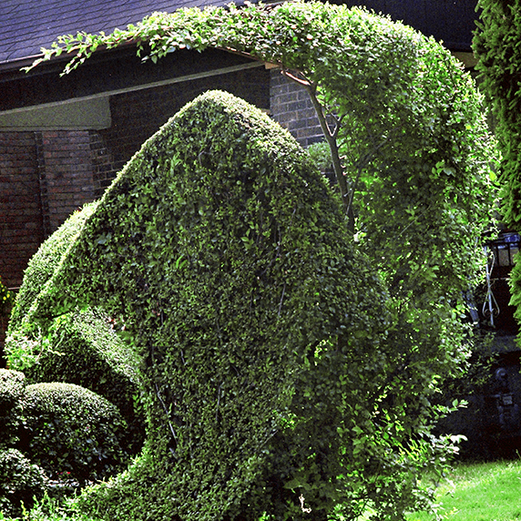 Three curves topiary.