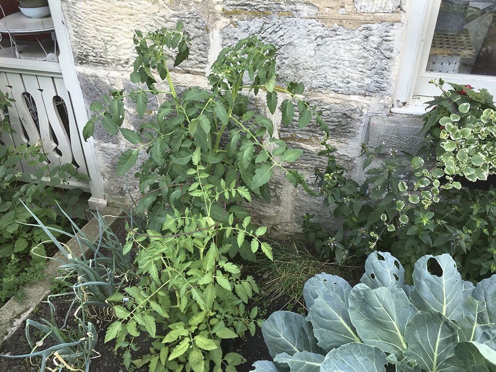 Tomato plant at Caledon farm.