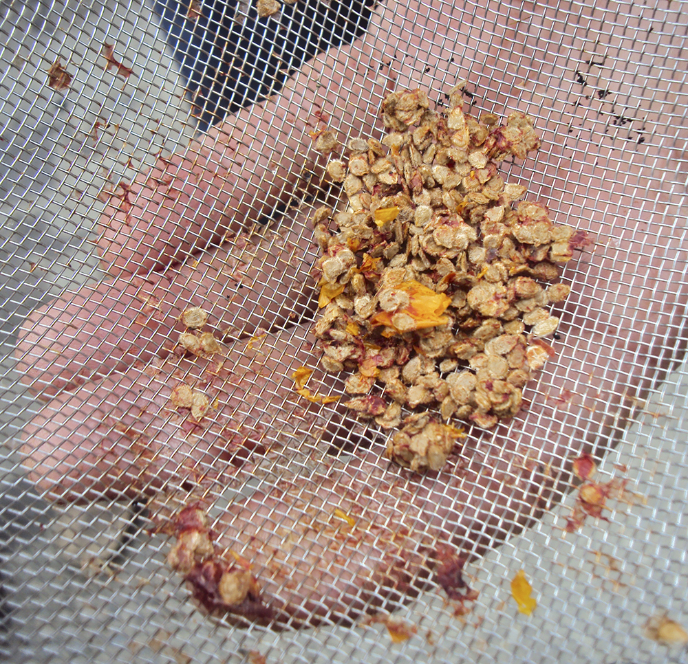 Saved tomato seeds.