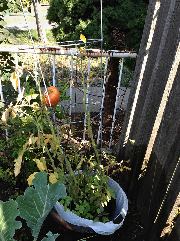Tomato plant in garden.