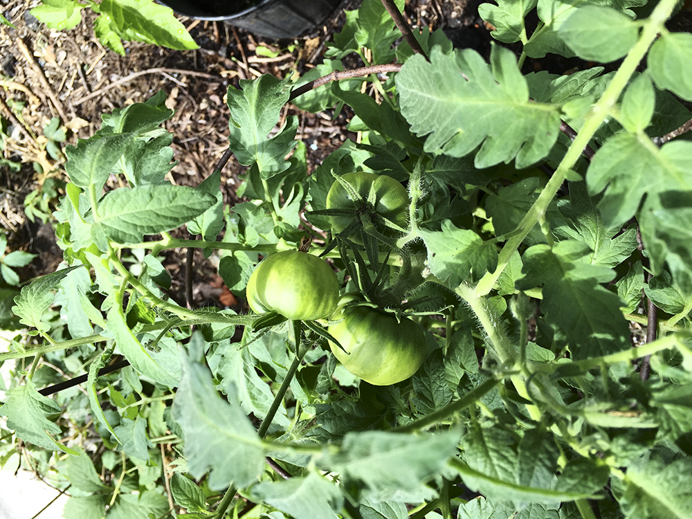 Green tomatoes growing in Bilton Laneway.