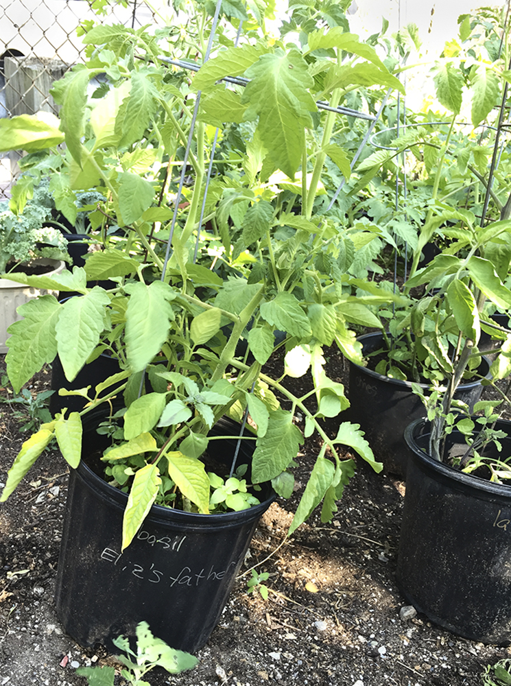 Labelled pot of tomato plant.