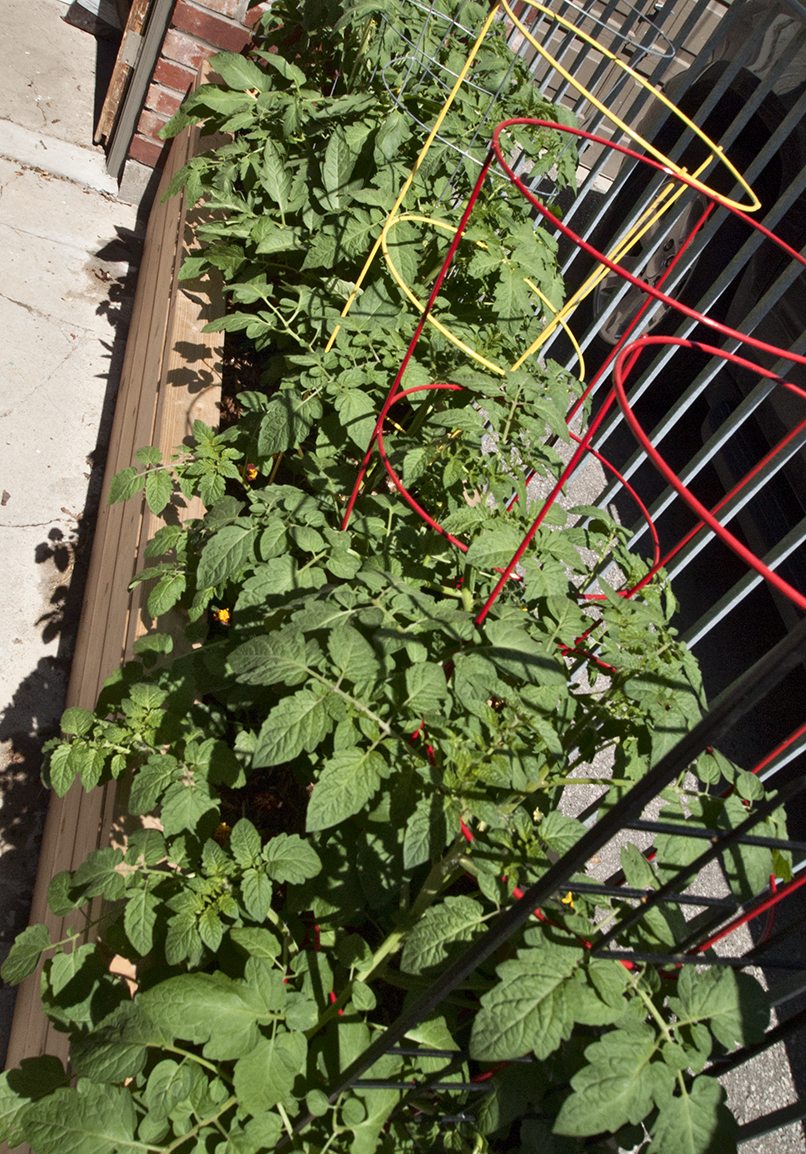 Tomato plants in planter box.