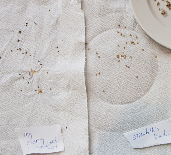 Drying tomato seeds.